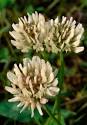 White Clover 25g